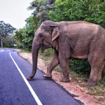 akce letenky Colombo - Srí Lanka