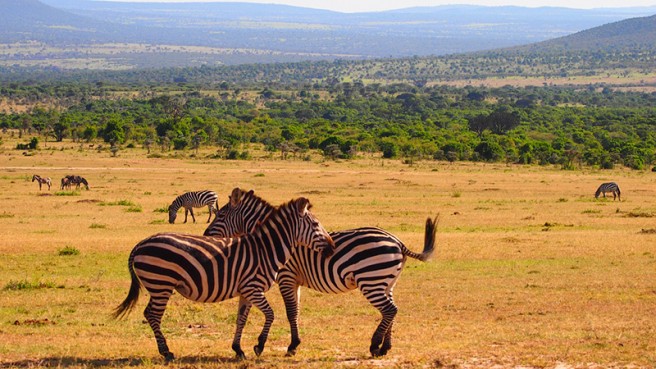 TIP! Saudi Arabian Airlines - Keňa - levné letenky Nairobi (zpáteční) 6.390,- kč