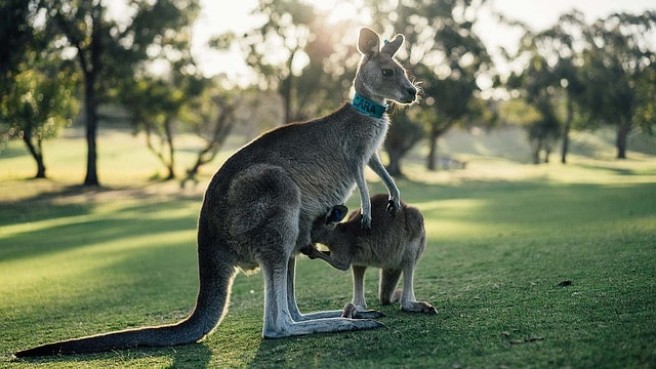 TIP! China Southern - Austrálie - levné letenky Melbourne, Brisbane, Sydney (a zpět) 15.690,- kč