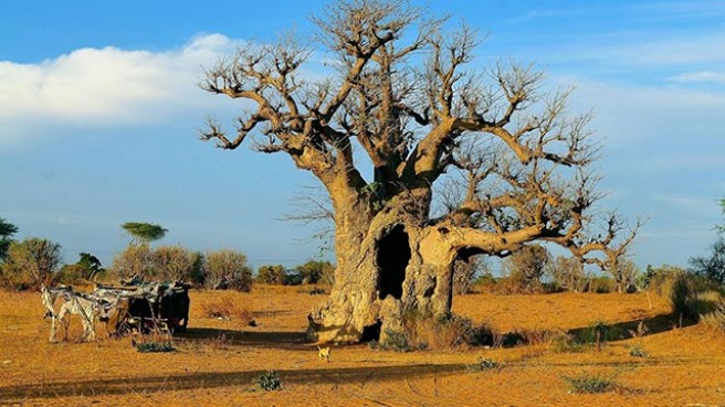 TIP! TAP Air Portugal - Senegal - levné letenky Dakar z Prahy (a zpět) 8.790,- kč