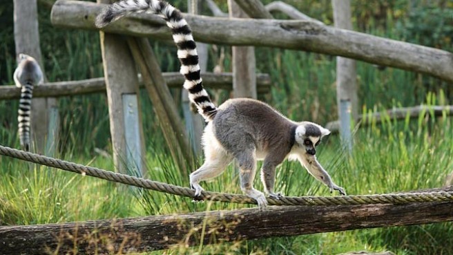 TIP! Air France - Madagaskar - levné letenky Antananarivo z Vídně (a zpět) 14.490,- kč