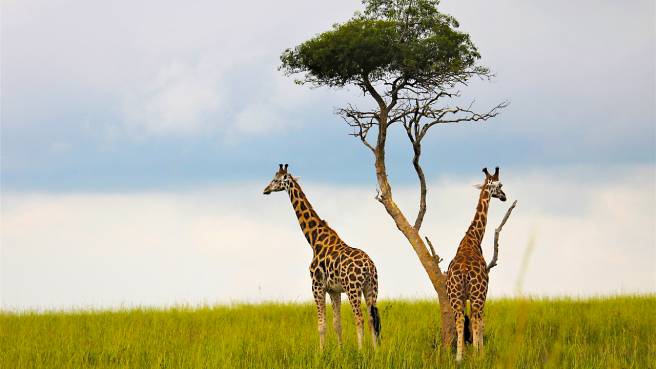 TIP! Turkish Airlines - Uganda - levné letenky Entebbe z Vídně (a zpět) 12.590,- kč