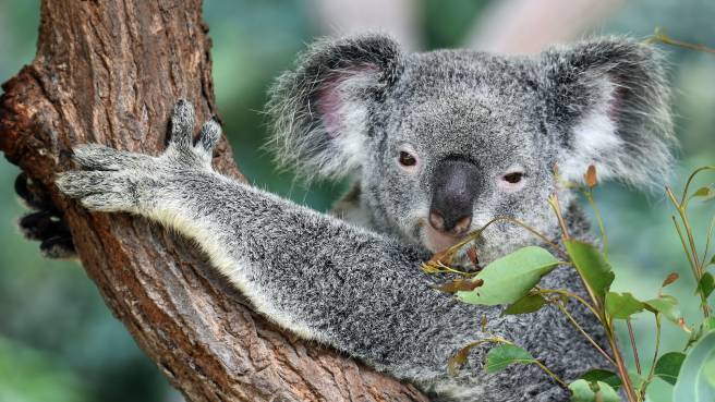MEGAHIT! Scoot - Austrálie - levné letenky Perth, Melbourne a Sydney z Berlína (zpáteční) už za 14.490,- Kč