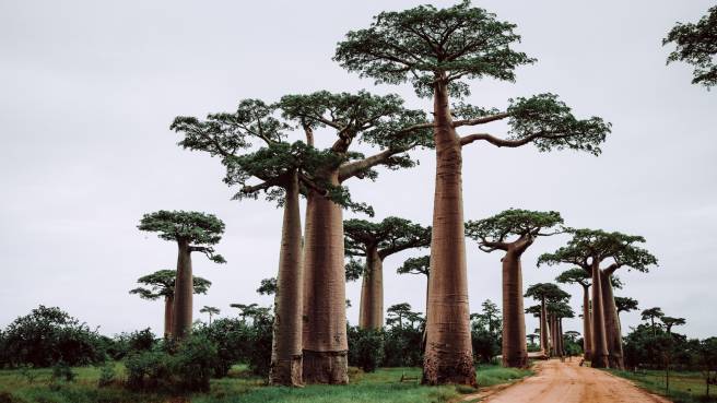 Doporučujeme! Air France ✈ Madagaskar - akční letenky Antananarivo z Vídně ↔ 18.990 Kč