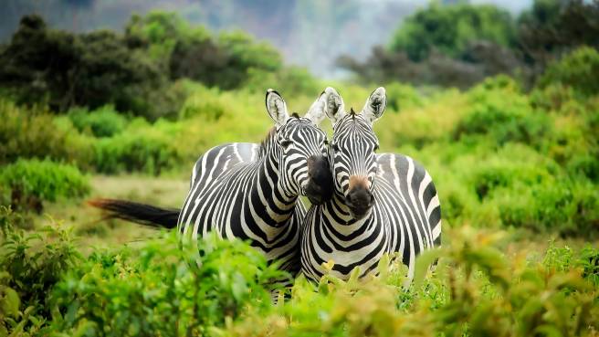 TIP! Air France / Kenya Airways ✈ Keňa - akční letenky Nairobi z Prahy 13.990 Kč