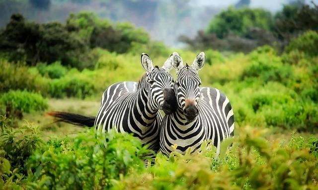 TIP! Turkish Airlines - Keňa - levné letenky Nairobi 9.890,- kč