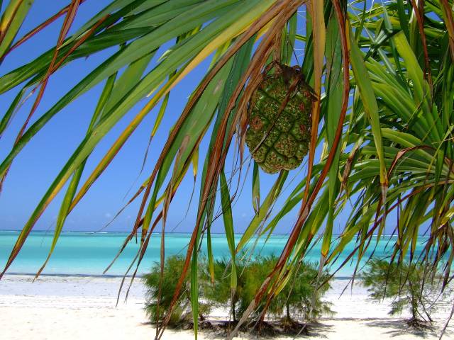Sleva! Qatar Airways - Tanzánie - levné letenky Zanzibar z Vídně (a zpět) 13.790,- kč