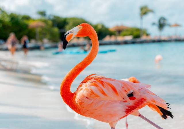 TIP! Air Canada - Karibik - levné letenky ostrov Aruba z Mnichova (zpáteční) 10.990,- Kč