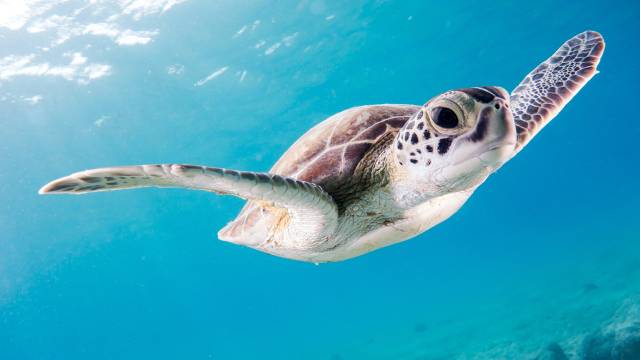 TIP! KLM ✈ Karibik - akční letenky na ostrov Bonaire z Prahy ↔ 17.790 Kč
