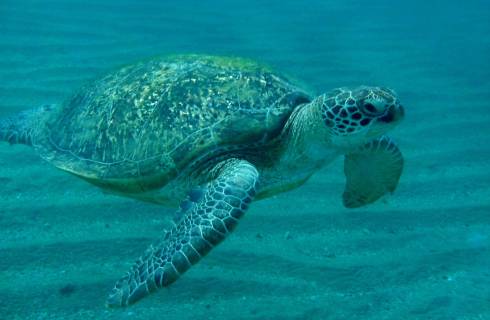 Smartwings ✈ Egypt - obousměrné akční letenky Marsa Alam z Prahy 5.390 Kč