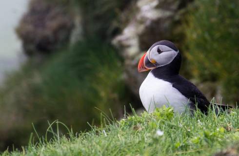 Air France ✈ Atlantik - Tip na rezervaci zpáteční akční letenky na Faerské ostrovy z Vídně 5 290 Kč