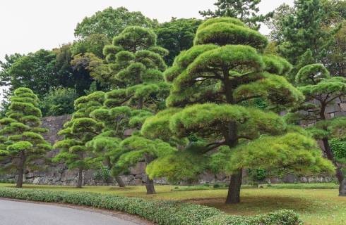 Hainan Airlines ✈ Japonsko - Tip na rezervaci obousměrné akční letenky do Tokia z Prahy 17 990 Kč