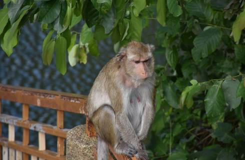 Air China ✈ Thajsko - Tip na rezervaci zpáteční akční letenky do Bangkoku z Vídně 11 990 Kč