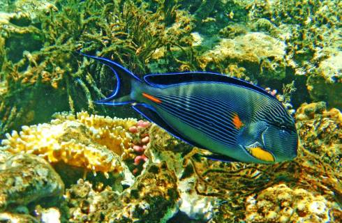 Smartwings ✈ Egypt - Tip na rezervaci obousměrné akční letenky do Hurghady z Prahy 4 790 Kč