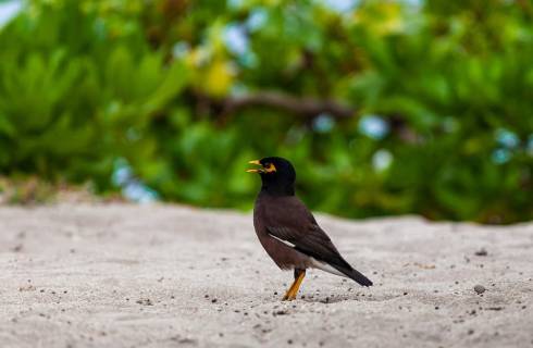 Condor ✈ Indický oceán - Tip na rezervaci obousměrné akční letenky na Mauricius z Vídně 14 990 Kč