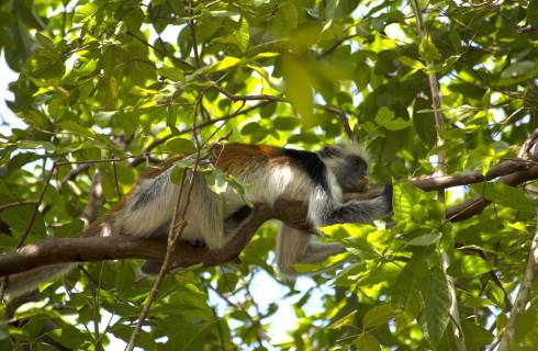 Swiss ✈ Tanzánie - Tip na rezervaci zpáteční akční letenky na ostrov Zanzibar z Vídně 14 990 Kč
