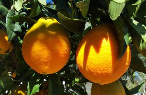 Ryanair ✈ Španělsko - Tip na rezervaci zpáteční levné letenky do Valencie z Vídně od 1 595 Kč