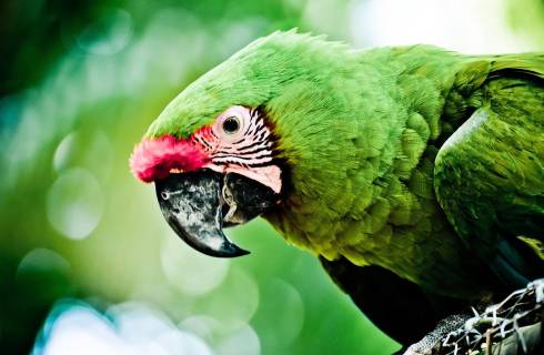 United Airlines ✈ Honduras - Tip na rezervaci obousměrné akční letenky na Roatán z Drážďan 14 990 Kč