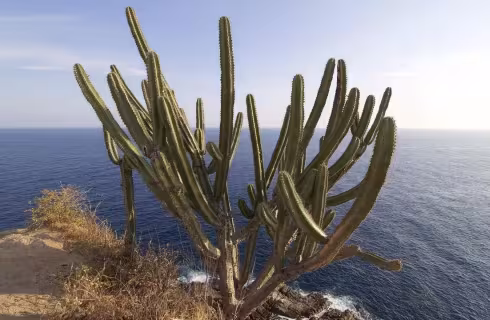 Aeromexico ✈ Mexiko - Tip na rezervaci obousměrné letenky Santa Cruz Huatulco z Vídně 15 290 Kč