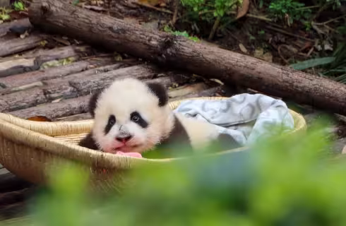 Za pandami do čínského Chengdu ✈ Zpáteční akční letenky z Prahy za 15 390 Kč s Hainan Airlines
