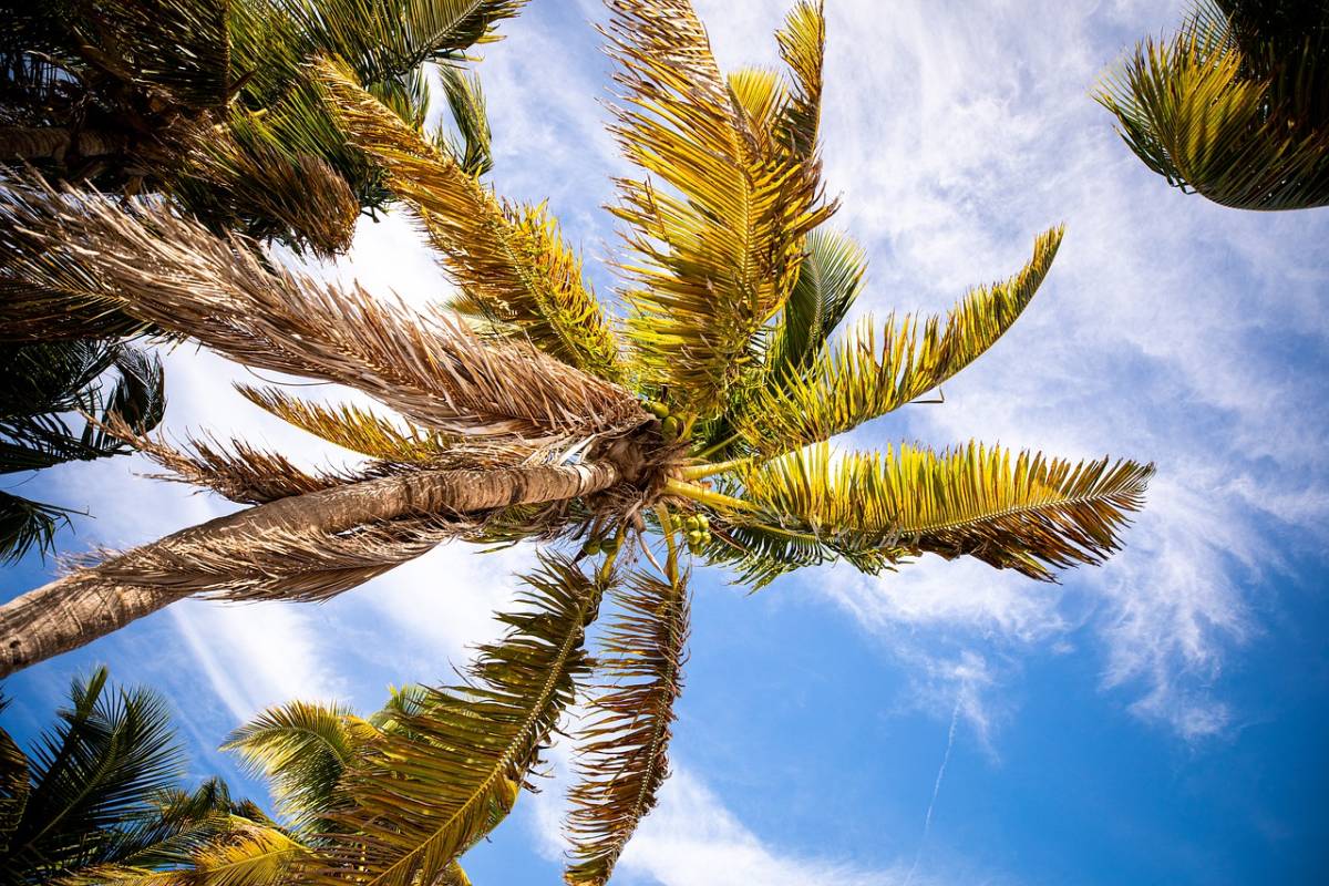 TIP! TAP Air Portugal - USA - Florida - levné letenky Miami z Prahy 8.990,- kč