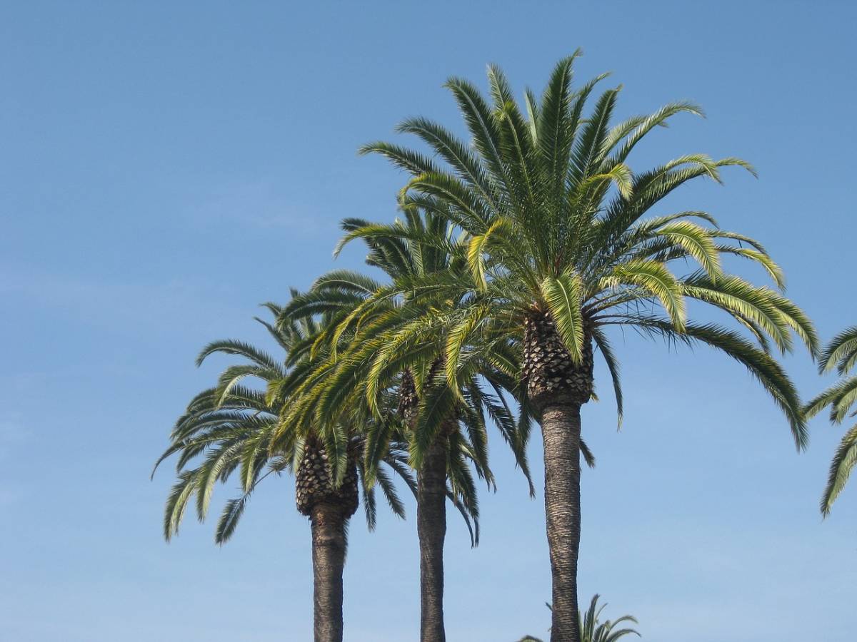 PŘEDPRODEJ! Iberia / Finnair - USA - Kalifornie - levné letenky Los Angeles z Vídně (a zpět) 8.990,- kč