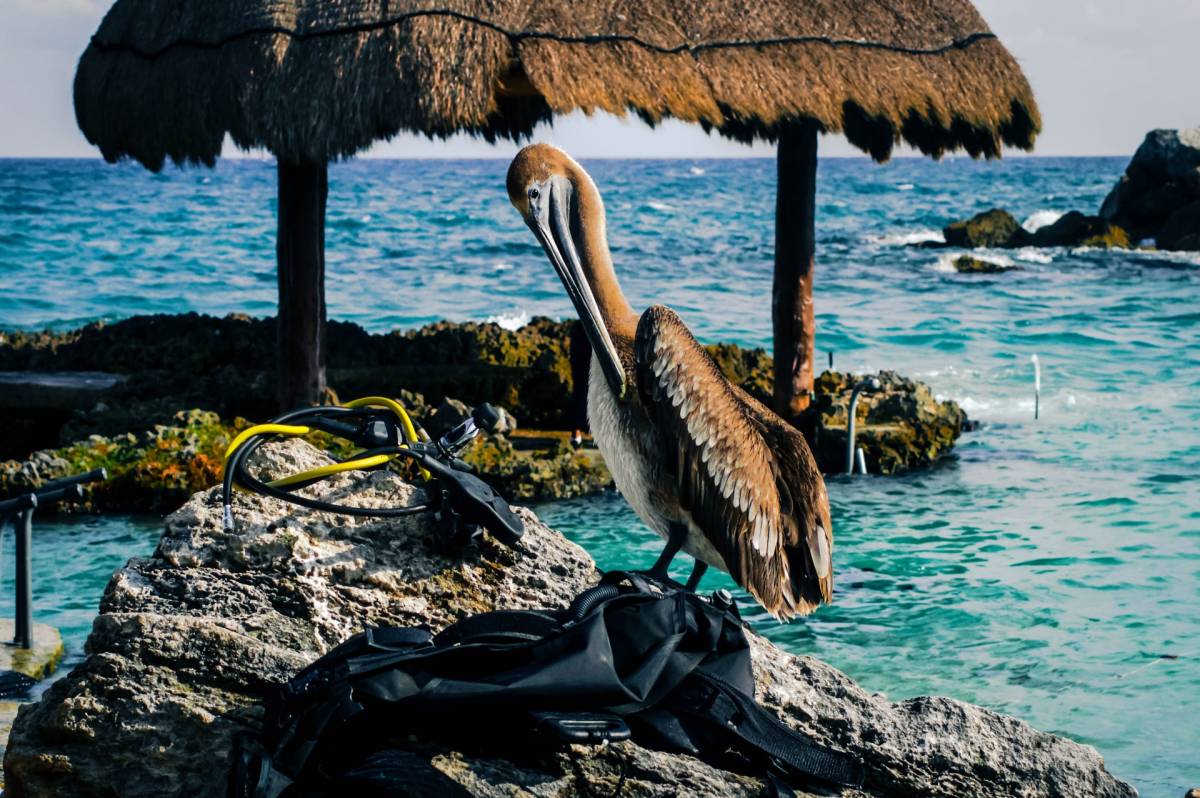Sleva! Air France / Delta Airlines - Karibik - Mexiko - levné letenky Cancun z Vídně (a zpět) 9.990,- Kč