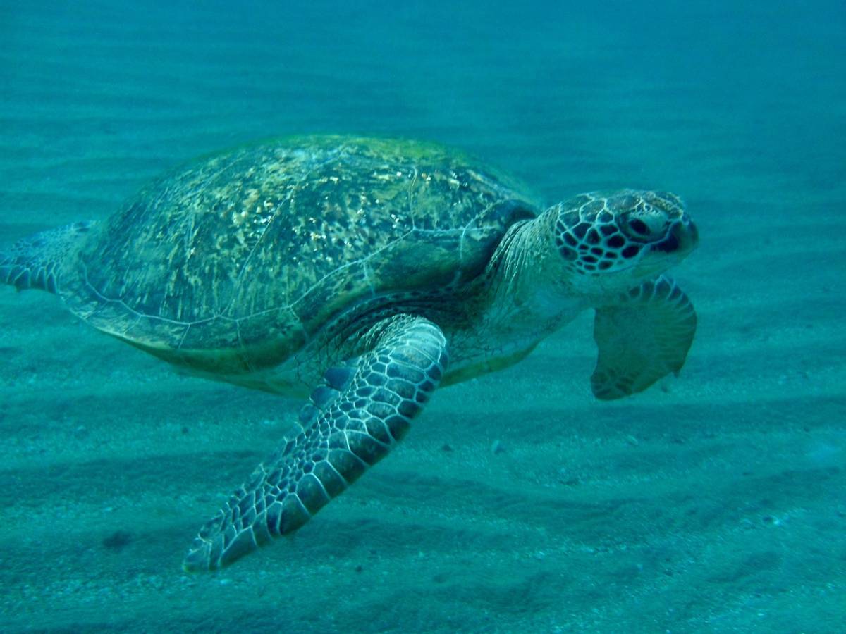 Smartwings ✈ Egypt - obousměrné akční letenky Marsa Alam z Prahy 5.390 Kč
