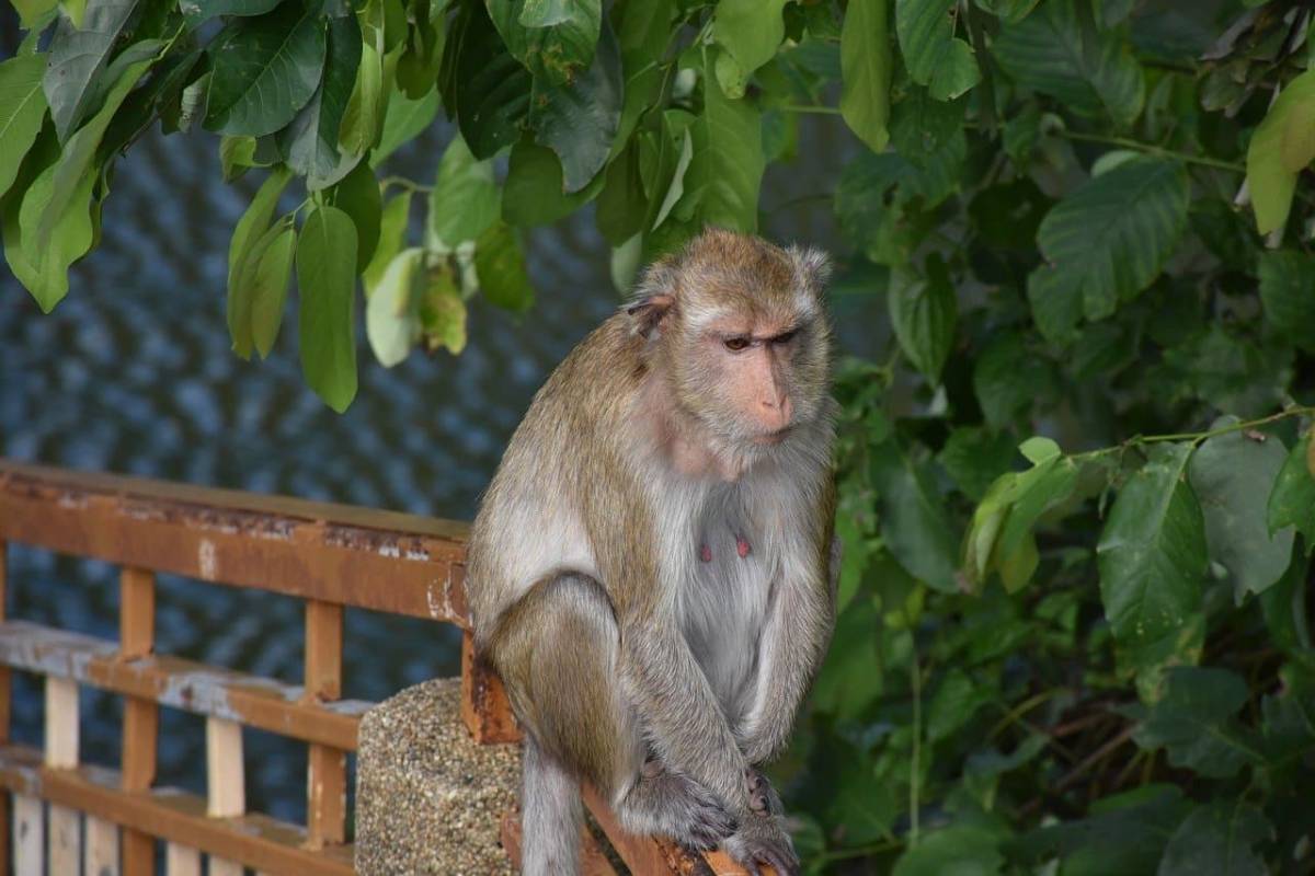 Air China ✈ Thajsko - Tip na rezervaci zpáteční akční letenky do Bangkoku z Vídně 11 990 Kč