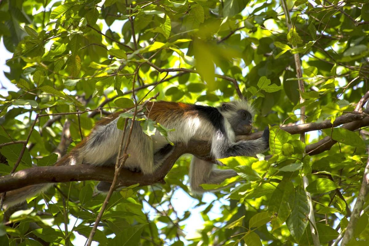 Swiss ✈ Tanzánie - Tip na rezervaci zpáteční akční letenky na ostrov Zanzibar z Vídně 14 990 Kč