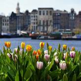 TIP! Easyjet ✈ Nizozemsko za pár stovek - levné letenky do Amsterdamu z Prahy taky o prázdninách ↔ od 1.383 Kč